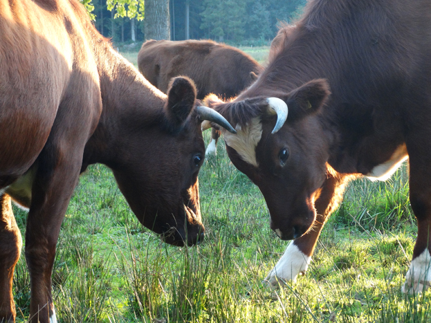 Zorgboerderij op Landgoed 't Zelle